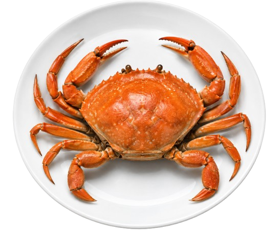 Prawns