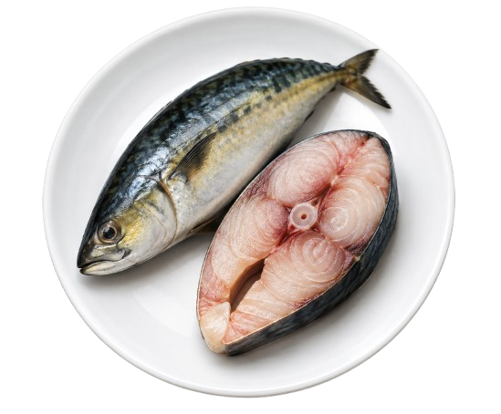 Salmon